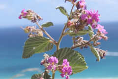 Cabo-Pulmo-flowers-by-the-sea