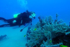 Gorgonia Diver