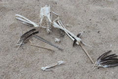 Pelican skeleton